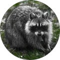 Carson Galloway Avatar